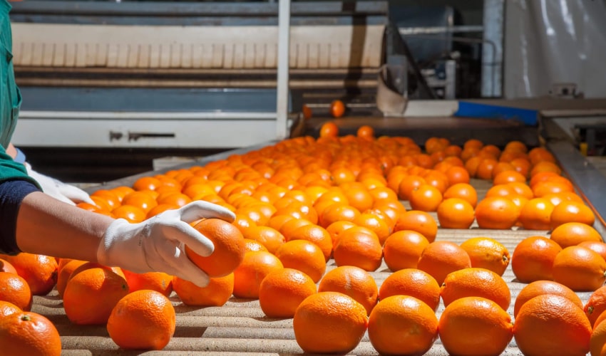 بسته‌بندی پرتقال صادراتی
